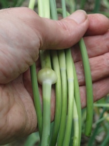 Garlic 'scapes'