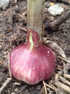 Red Chesnok garlic