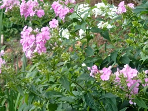 Pink and White Phlox 